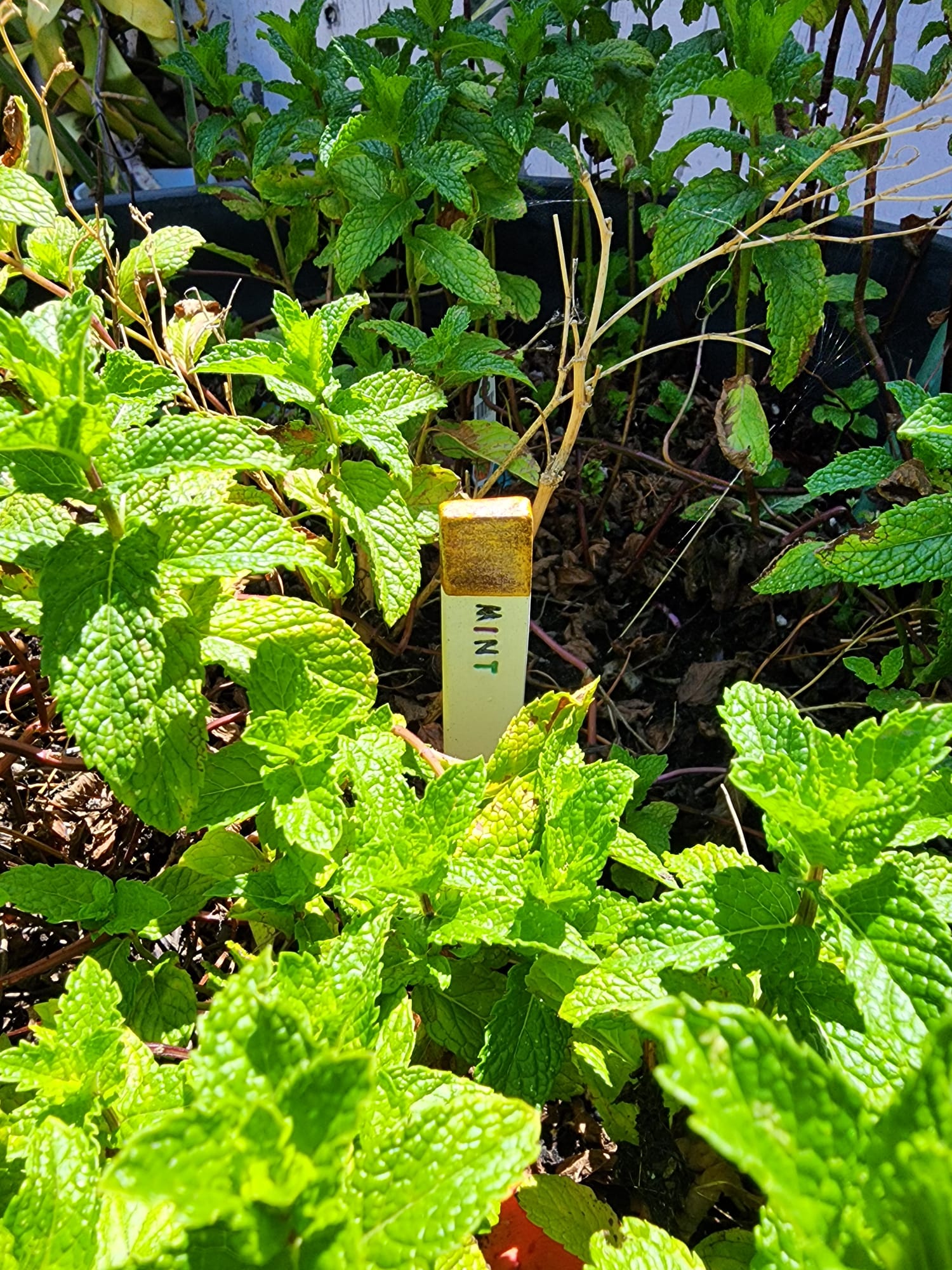 Handcrafted Ceramic Herb Garden Markers